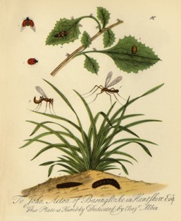 'Ladybird and Daddy-Long-Legs: Coccinella and Tipula oleracea', 1720, (1945). Creator: Halett.