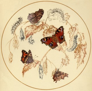 'Peacock, Smalll Tortoiseshell and Comma Butterflies...', c1930s, (1945).  Creator: Vere Temple.