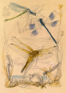 Dragonflies, c1930s, (1945). Creator: Vere Temple.