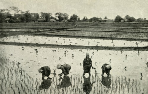 'Rice Fields', 1891. Creator: Unknown.