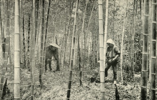 'A Bamboo Grove', 1891. Creator: Unknown.