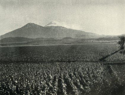 'The Land of the Aztec Conquest: Maize Fields Near Esperanza, State of Puebla', 1919. Creator: Unknown.