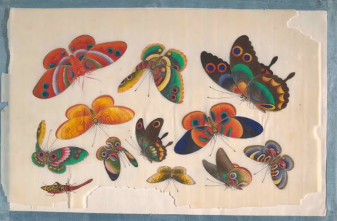 Album Containing Twelve Paintings of Insects, 19th century. Creator: Unknown.