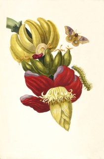 From the Book Metamorphosis insectorum Surinamensium, 1705. Creator: Merian, Maria Sibylla