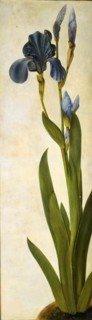 Iris troiana, ca 1505-1508. Creator: Dürer, Albrecht