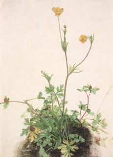 Buttercups, Red Clover and Plantain, 1526. Creator: Dürer, Albrecht