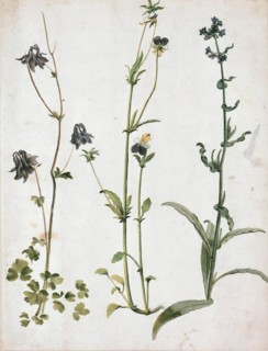 Akelei, Stiefmütterchen und Ochsenzunge, First quarter of 16th cen.. Creator: Dürer, Albrecht