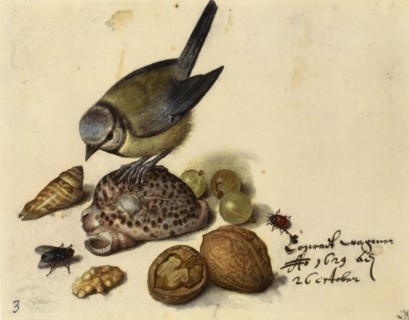 Still Life with Blue Tit, Shells, Fruits and Insects, 1629. Creator: Flegel, Georg