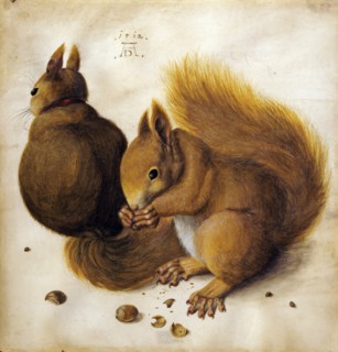 Two squirrels. Creator: Hoffmann, Hans