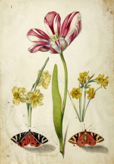 Tulip, Narcissus and Butterflies, c. 1660. Creator: Braun, Johann Bartholomäus