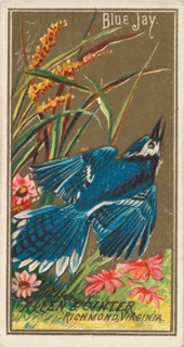 Blue Jay, from the Birds of America series