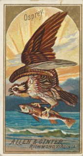 Osprey, from the Birds of America series