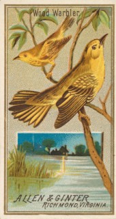 Wood Warbler, from the Birds of America series