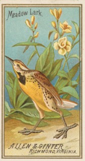 Meadow Lark, from the Birds of America series
