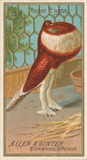 Pouter Pigeon, from the Birds of America series