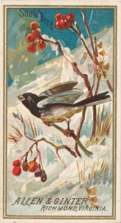 Snow Bird, from the Birds of America series