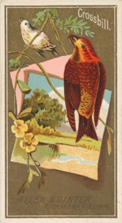 Crossbill, from the Birds of America series