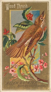 Wood Thrush, from the Birds of America series