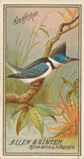 Kingfisher, from the Birds of America series