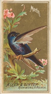 Martin, from the Birds of America series