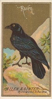 Raven, from the Birds of America series