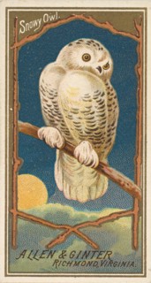 Snowy Owl, from the Birds of America series