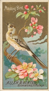 Mockingbird, from the Birds of America series
