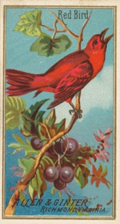 Red Bird, from the Birds of America series