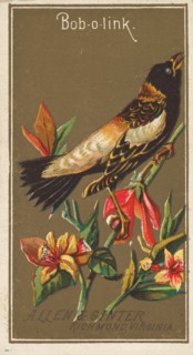 Bob-o-link, from the Birds of America series