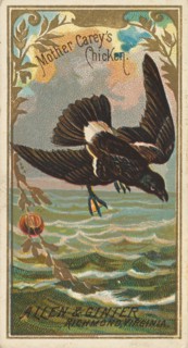 Mother Carey's Chicken, from the Birds of America series