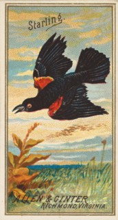 Starling, from the Birds of America series