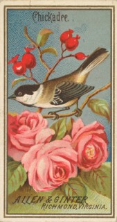 Chickadee, from the Birds of America series