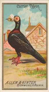 Carrier Pigeon, from the Birds of America series