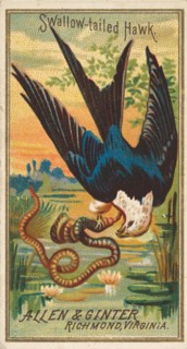 Swallow-tailed Hawk, from the Birds of America series