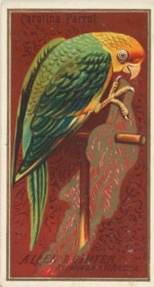 Carolina Parrot, from the Birds of America series