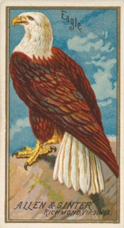 Eagle, from the Birds of America series