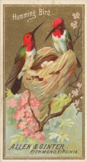 Hummingbird, from the Birds of America series