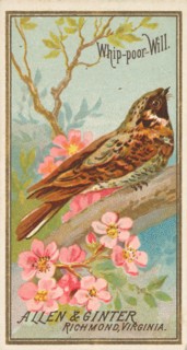 Whip-poor-Will, from the Birds of America series