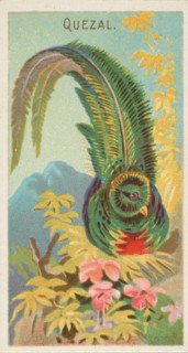 Quetzal, from the Birds of the Tropics series