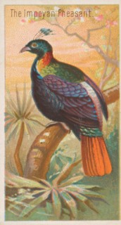 The Impeyan Pheasant, from the Birds of the Tropics series