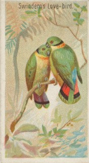 Swindern's Love-Bird, from the Birds of the Tropics series