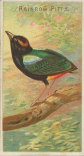 Rainbow Pitta, from the Birds of the Tropics series