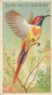 Fiery-Tailed Sun Bird, from the Birds of the Tropics series