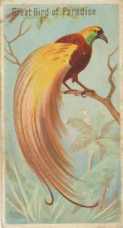 Great Bird of Paradise, from the Birds of the Tropics series