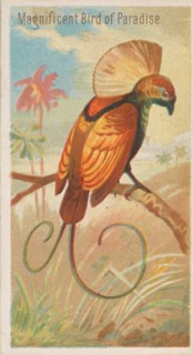 Magnificent Bird of Paradise, from the Birds of the Tropics series
