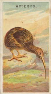 Apteryx, from the Birds of the Tropics series