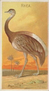 Rhea, from the Birds of the Tropics series