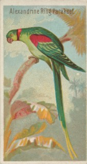 Alexandrine Ring Parakeet, from the Birds of the Tropics series