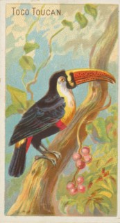 Toco Toucan, from the Birds of the Tropics series