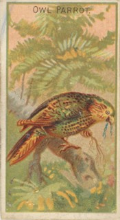 Owl Parrot, from the Birds of the Tropics series